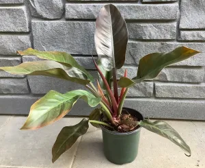 Philodendron Imperial Red 6"